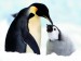 tučňáčci.jpg